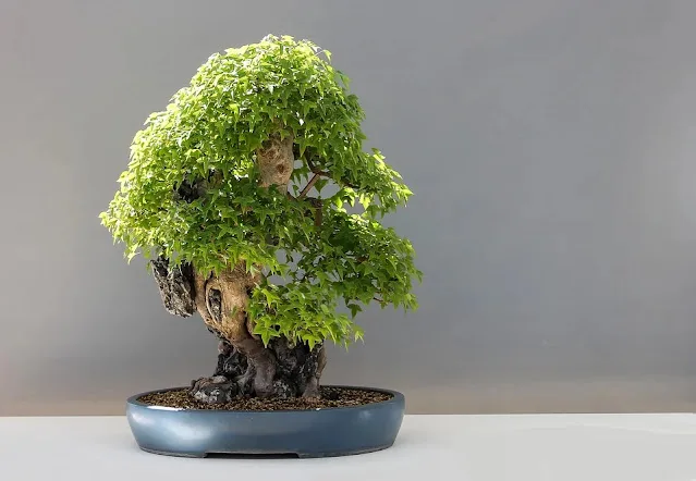 bonsai da interno