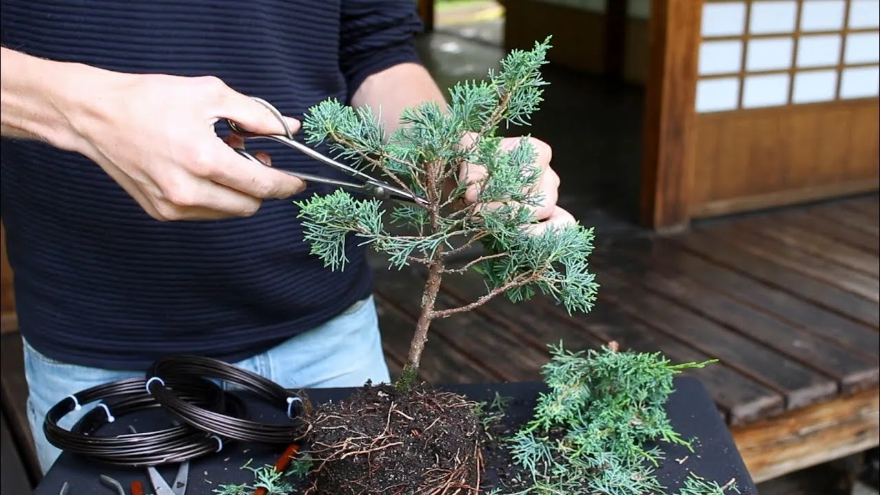 video youtube su come creare un bonsai