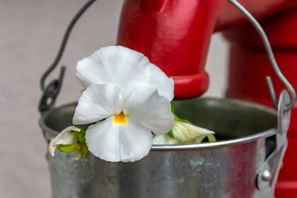 zincatura a spruzzo-metallizzazione