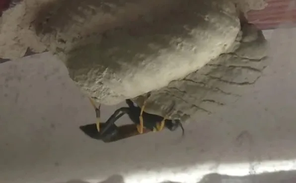 nido vespa muratrice